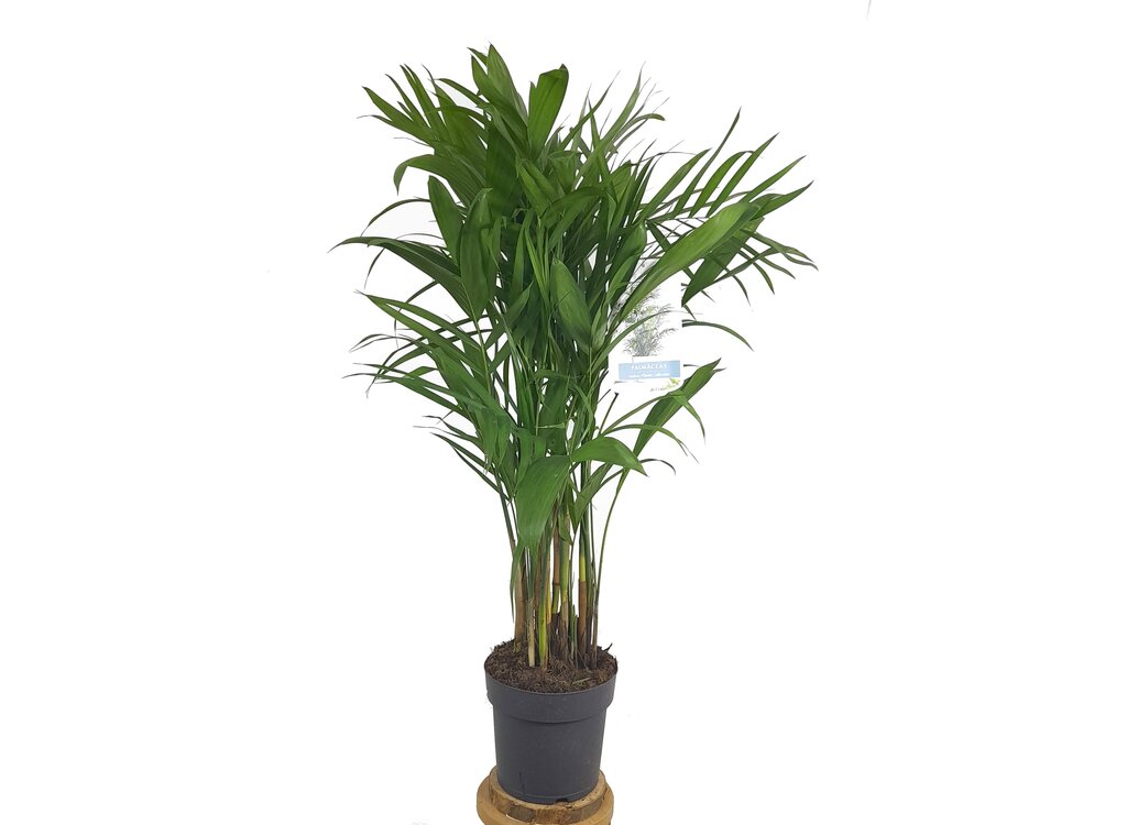 Chamaedorea Seifrizii M21 100cm (palma Bambú)_0