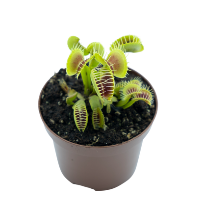 Planta carnívora de exterior Dionaea Muscipula M9_0