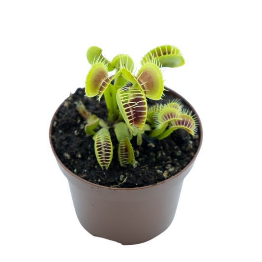 Planta carnívora de exterior Dionaea Muscipula M9_0