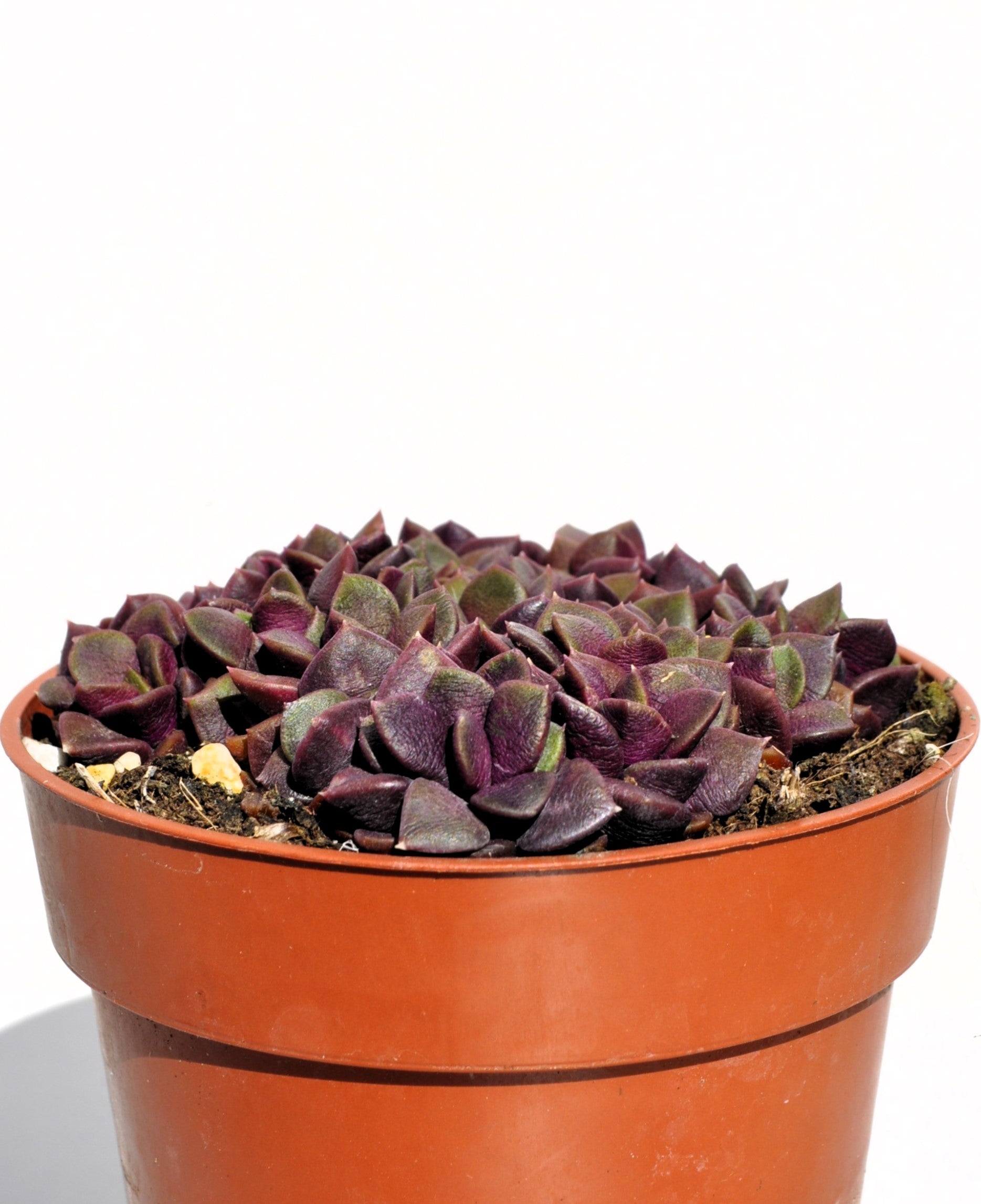 Anacampseros Rufescens (rosa De Arena); Planta Suculenta; Curiosarium; Diámetro Maceta 10,5 Cm_2