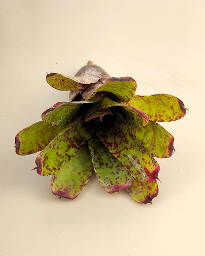 Neoregelia 'Guinea'; bromelia moteada; Curiosarium; altura 12 cm, diámetro 12 cm, sin sustrato_3