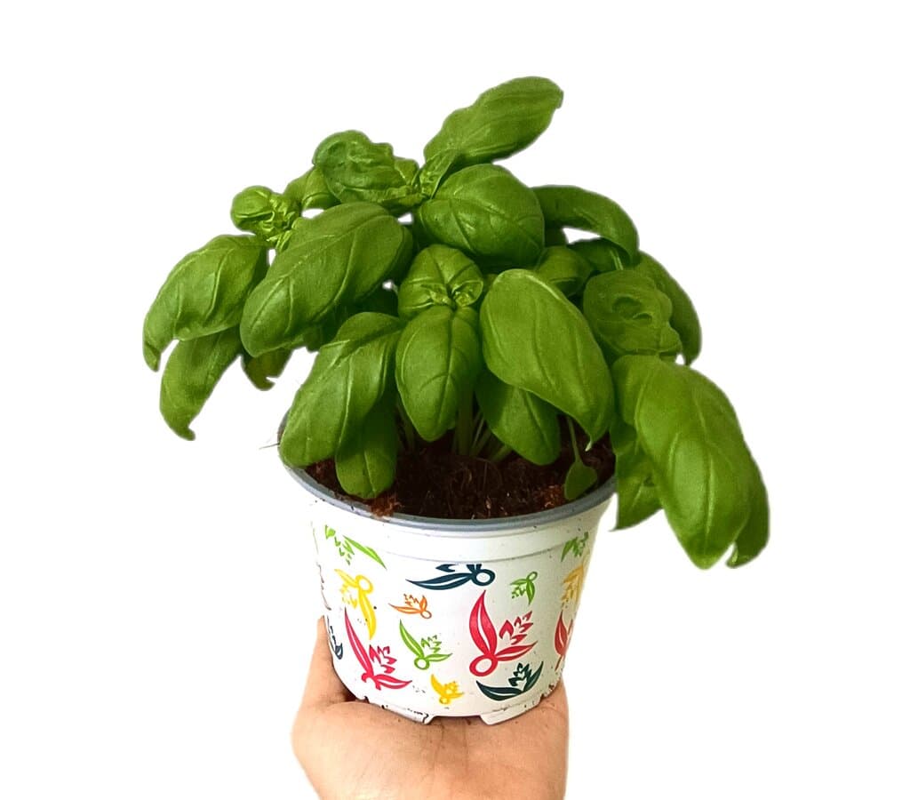Albahaca Comestible Hoja Grande M12_0