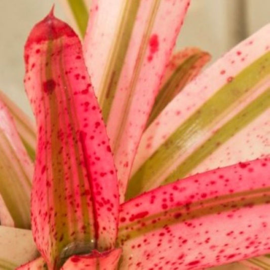 Neoregelia 'Iphigenie'; bromelia multicolor; Curiosarium; altura 28-30 cm, diámetro 15-20 cm, sin sustrato_0