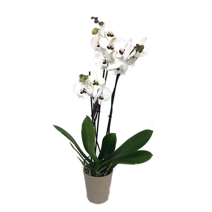 Orquidea Phalaenopsis Prince 2/3 Tallos M12 70cm_0