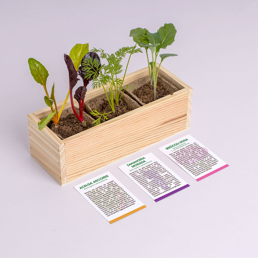 Mini Huerto Hortalizas Extrañas Acelga Arcoíris, Zanahoria Morada y Brócoli Rosa - Resetea_2