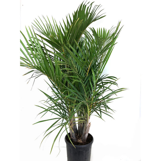 Mascarena Verschaffeltii Grupo M32 150cm_0