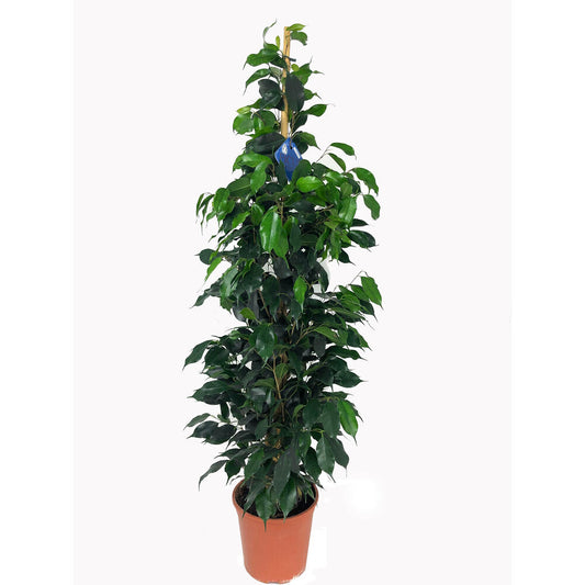Ficus Daniel M20 120cm_0