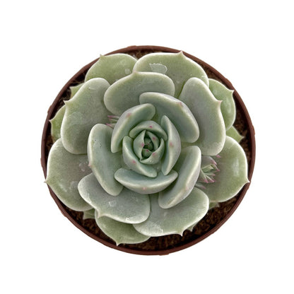 Echeveria Lola Cactus Y Suculentas M8,5 cm Ø_1