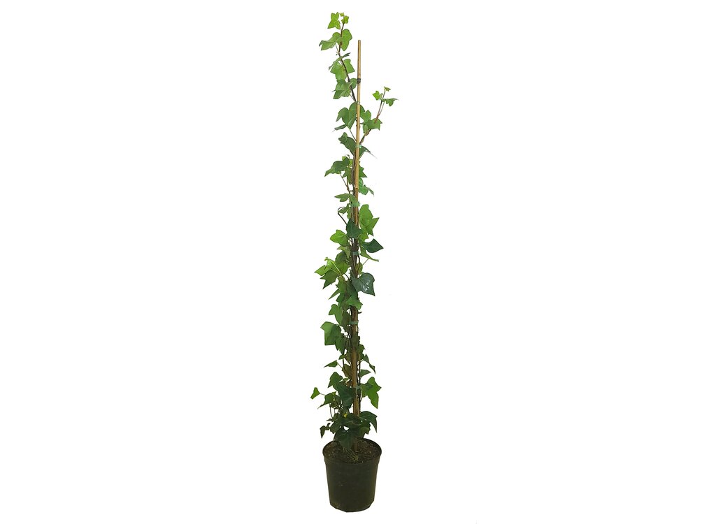 Hedera Helix M21 165cm_0