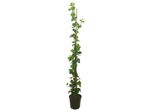 Hedera Helix M21 165cm_0