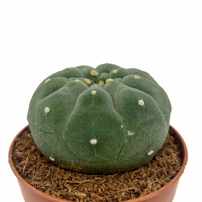 Matucana Madisoniorum Cactus Y Suculentas M8,5 cm Ø_0