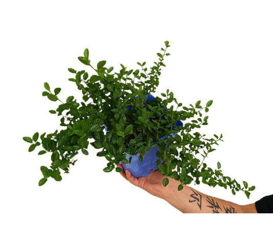 Ceanothus Thyrsiflorus Repens M17 (lila De California)_0