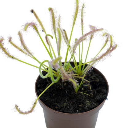 Drosera Capensis "alba" M9_0