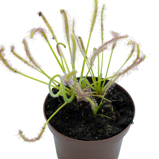 Drosera Capensis "alba" M9_0