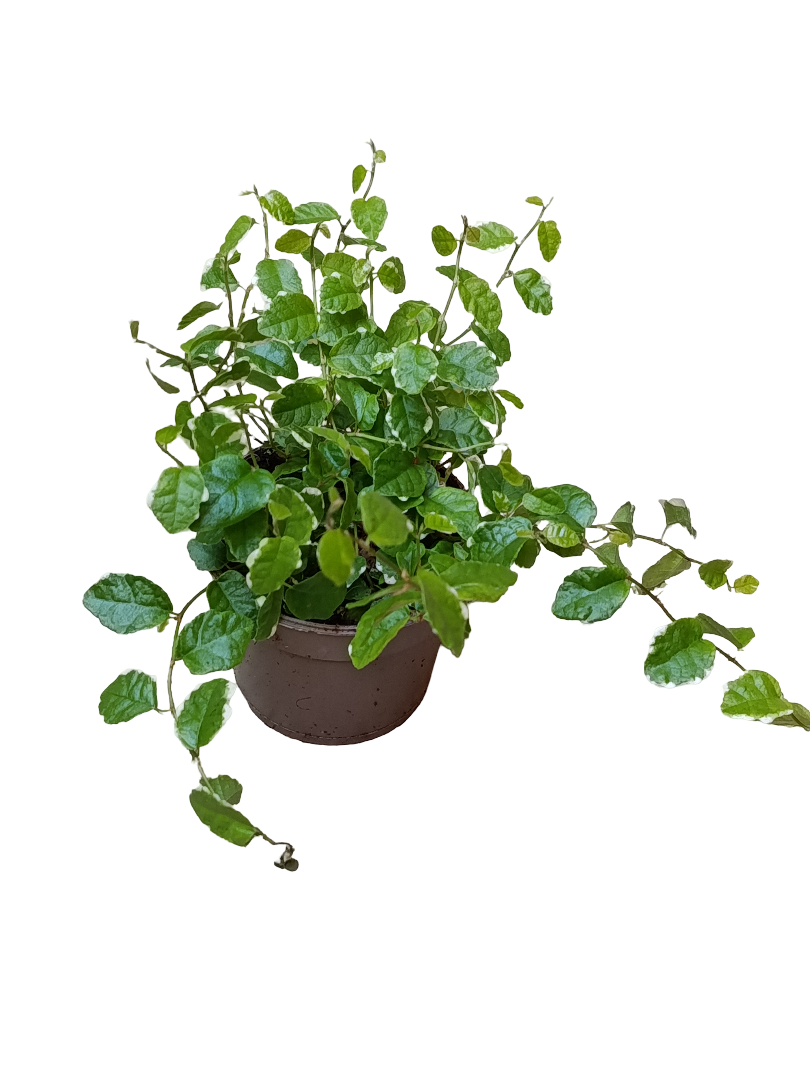 Ficus Pumilla Enredadera De Interior Y Terrario_0