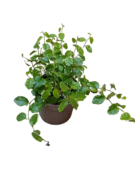 Ficus Pumilla Enredadera De Interior Y Terrario_0