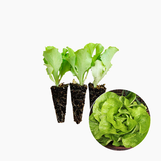 Plantón Lechuga Trocadero 3 Unidades - PlantaBo_0