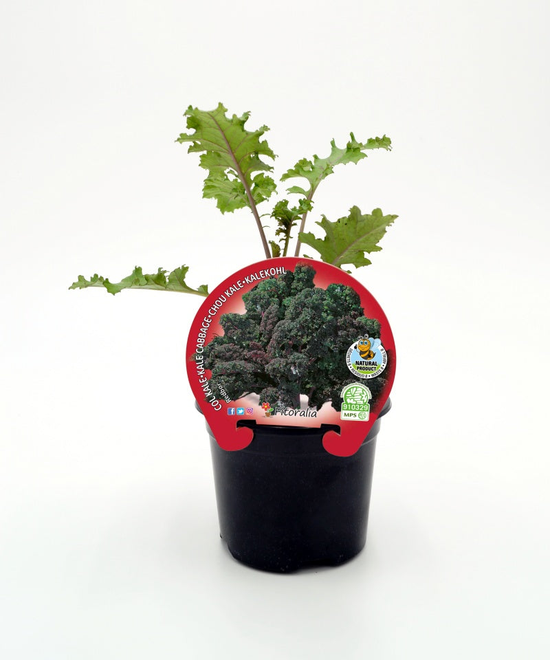 Plantón De Col Kale Morada Natural En Maceta De 10,5 Cm. - Fitoralia_0