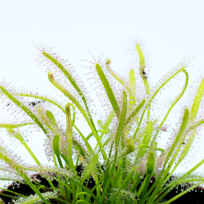 Drosera Capensis "alba" M9_1