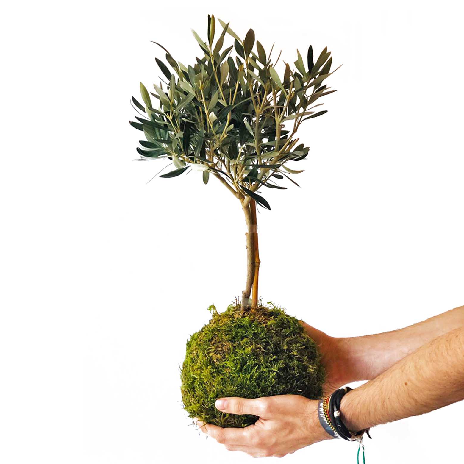 Olivo En Kokedama_0