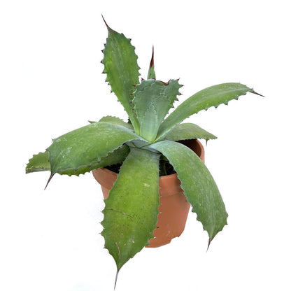 Agave Parryi M20 35cm_0
