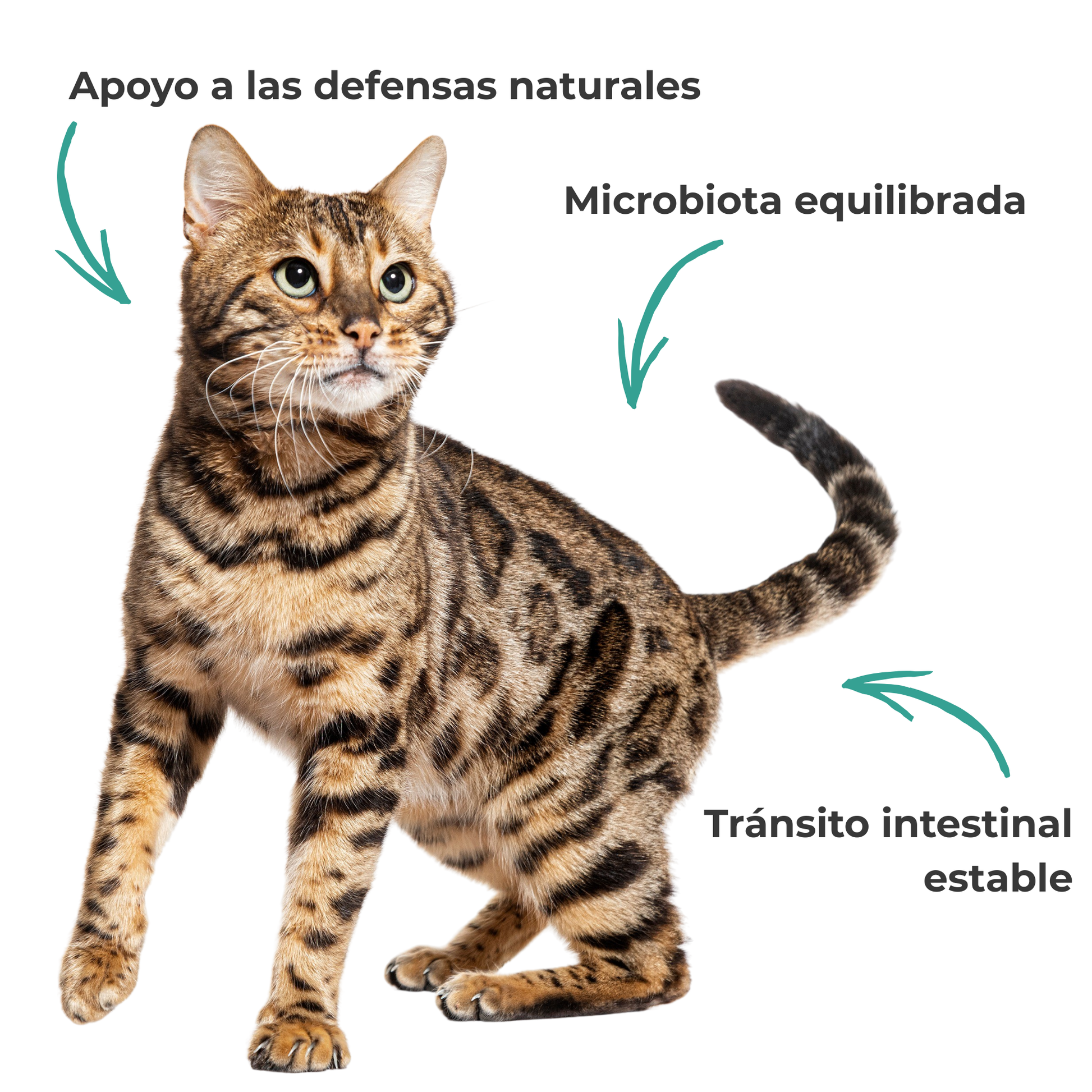 Flora intestinal para perros y gatos – Prebióticos y postbióticos – 100 g_1