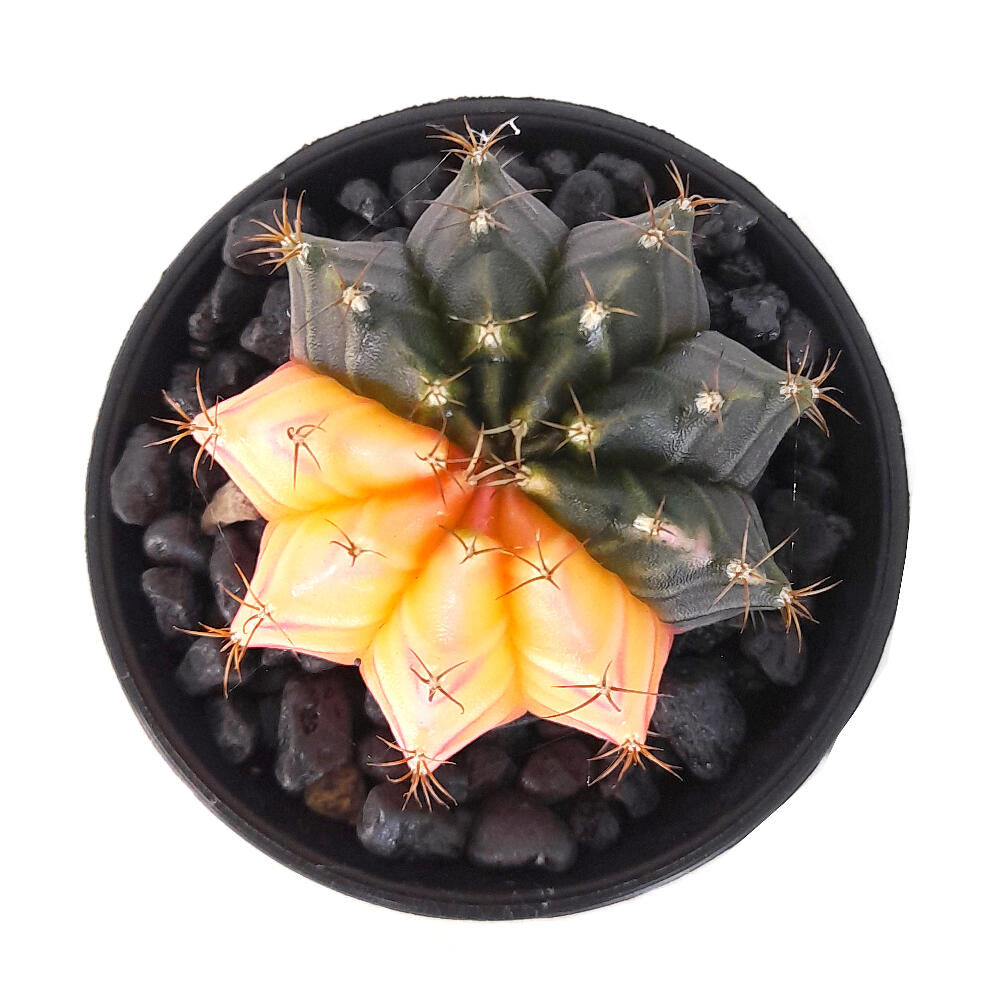 Gymnocalycium Variegata M6_4