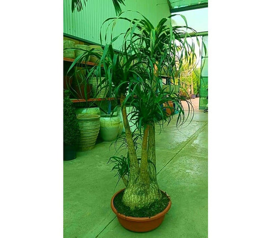 Beaucarnea Ramificada M60 140-160cm_0