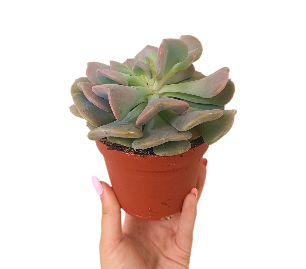 Echeveria M11_0