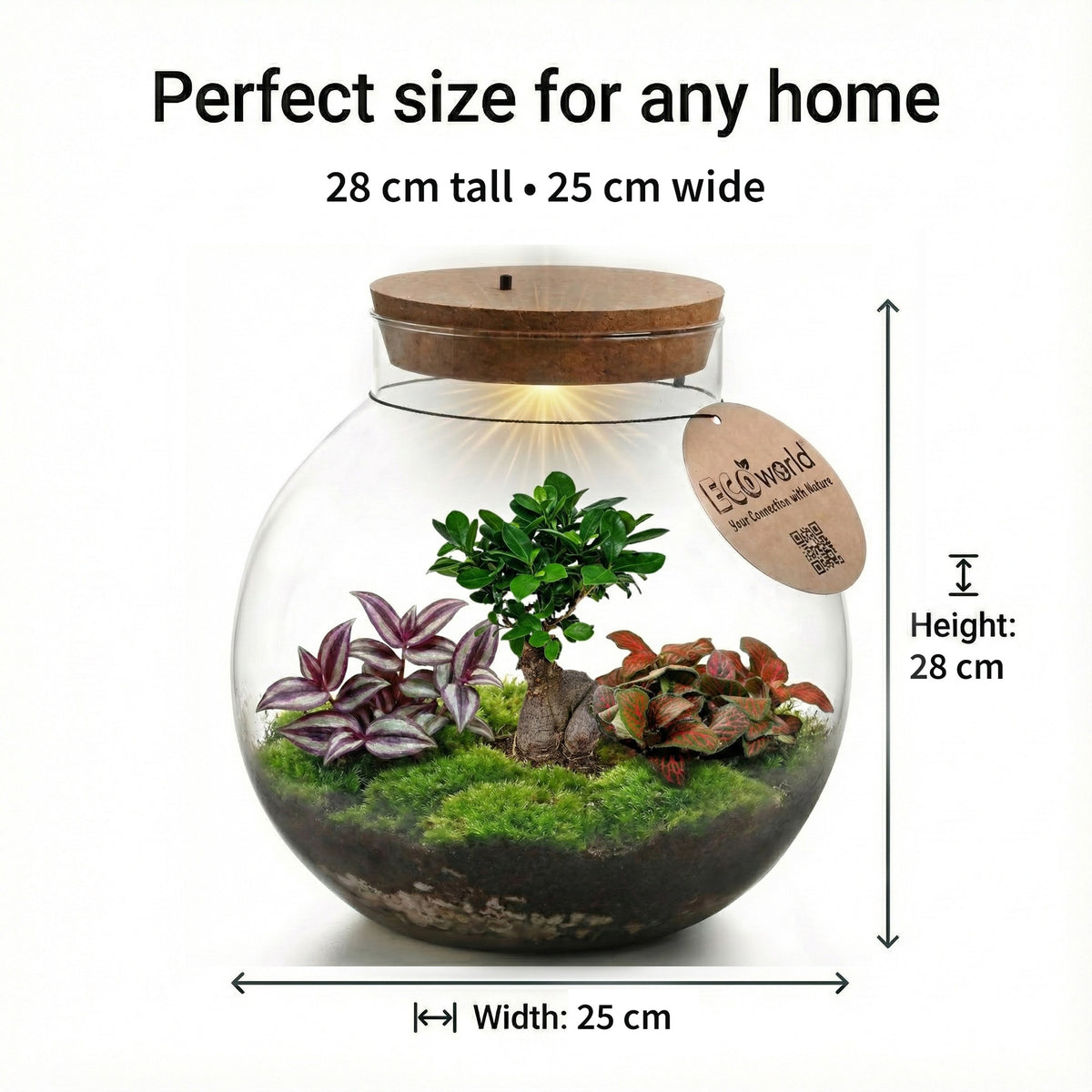 Bonsái Terrario Ecosistema 'biodome' - Con Luz Led - Ø25 Cm_5