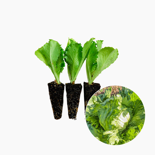 Plantón Lechuga Iceberg 10 Unidades - PlantaBo_0