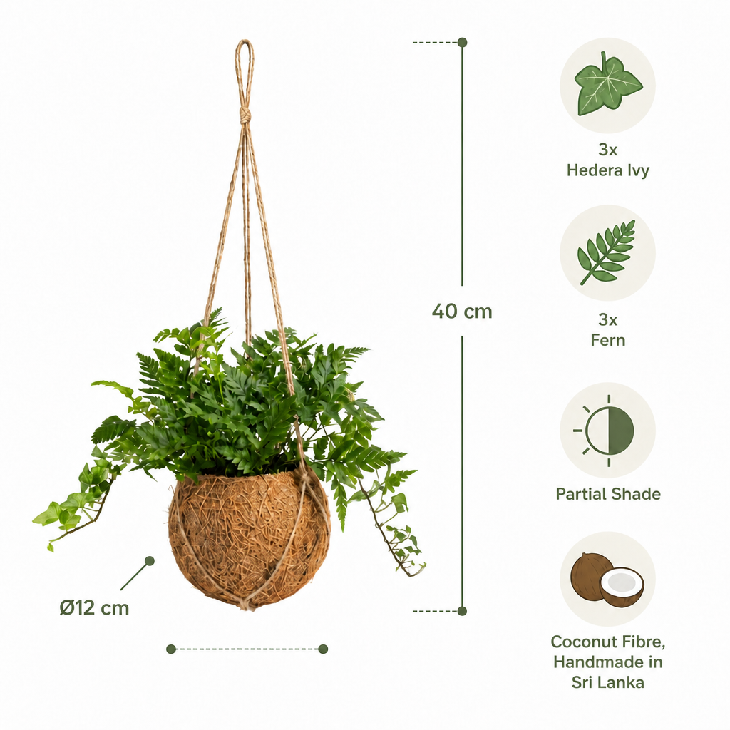 Plantas Colgantes De Coco - 6 Uds - Mix Hedera Y Helecho - Ø12 Cm_3