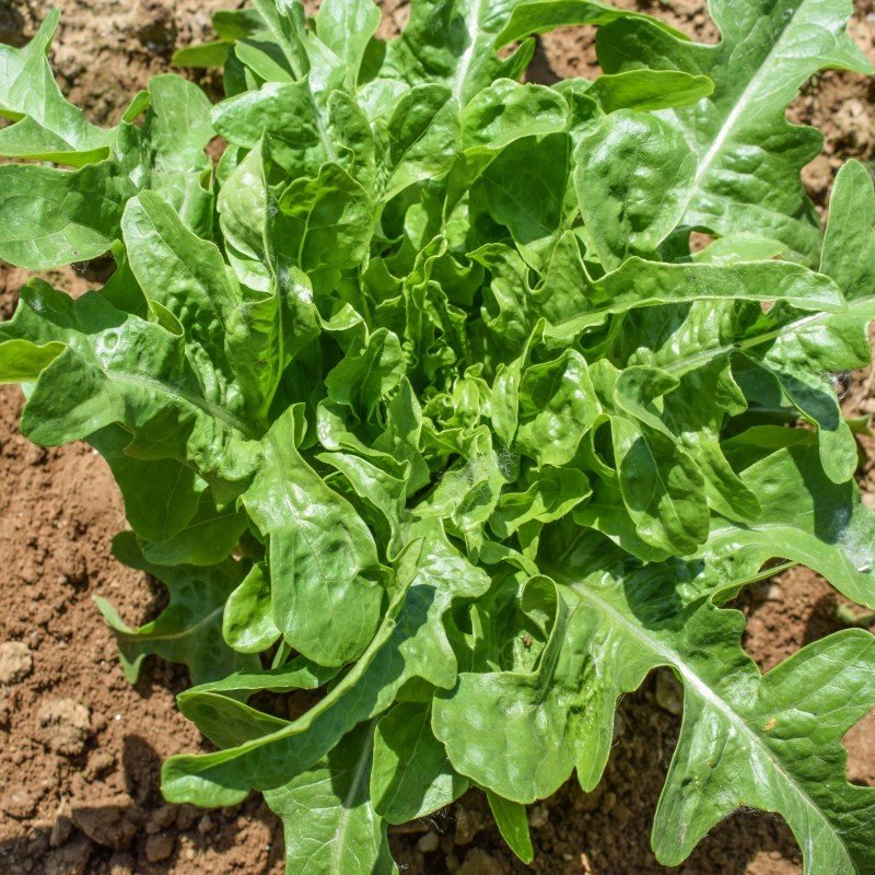 Semillas Lechuga Cerbiatta Ecológicas_0