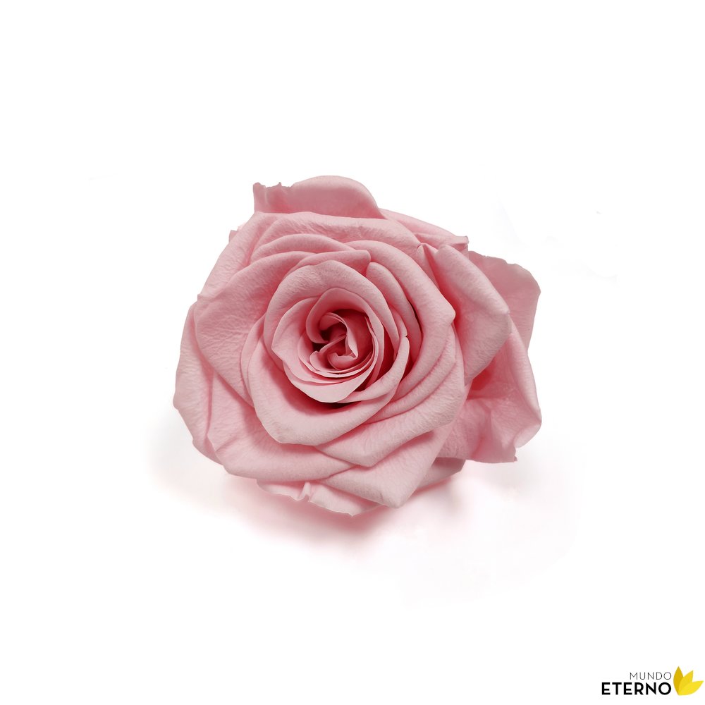 Mundo Eterno Rosa En Cúpula Rosa 12x20cm_3