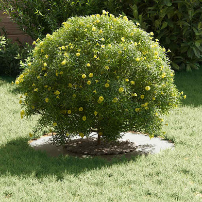 Adecuado Para Anillo De Árbol Plano Ø30 / 60 Cm Acero_2