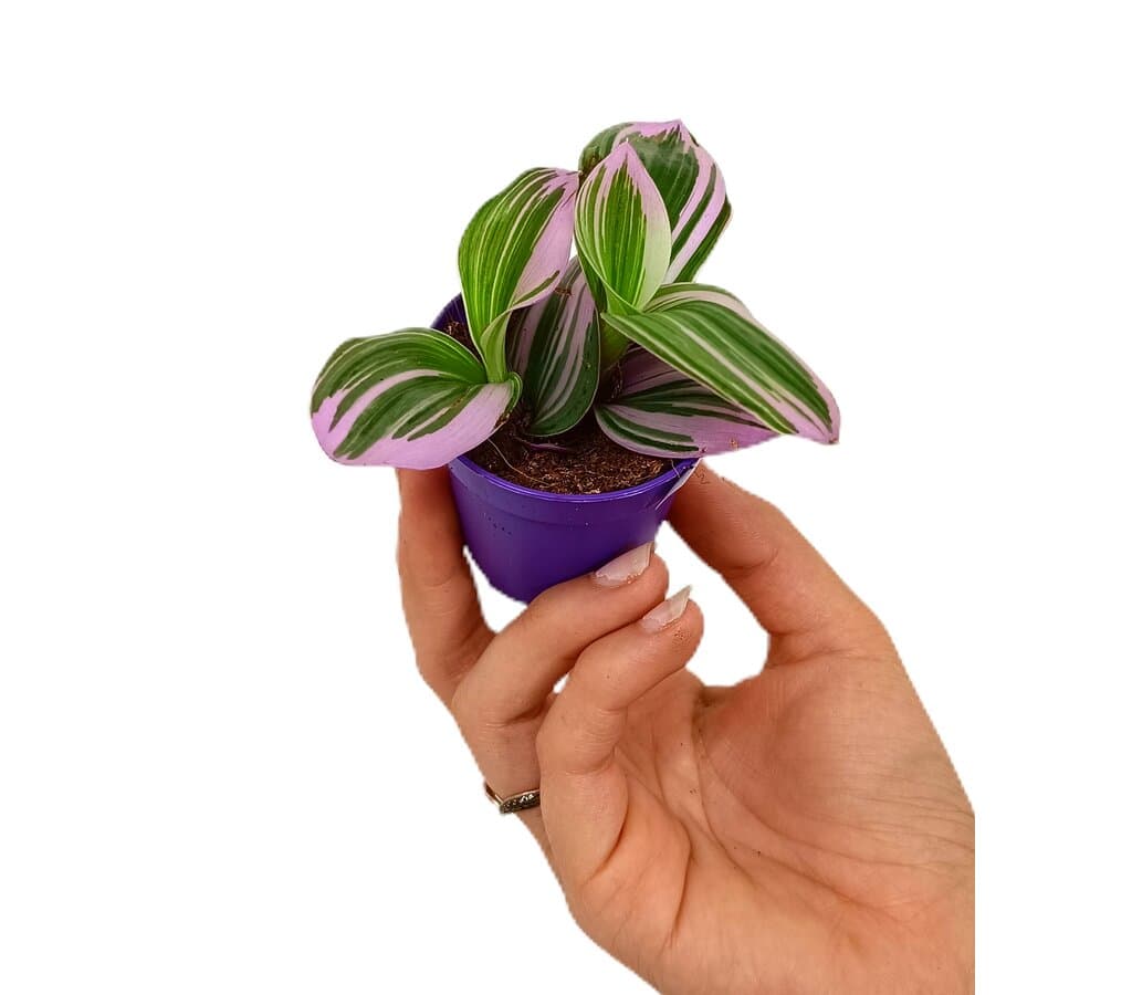 Tradescantia Albiflora Nanouk M6_0