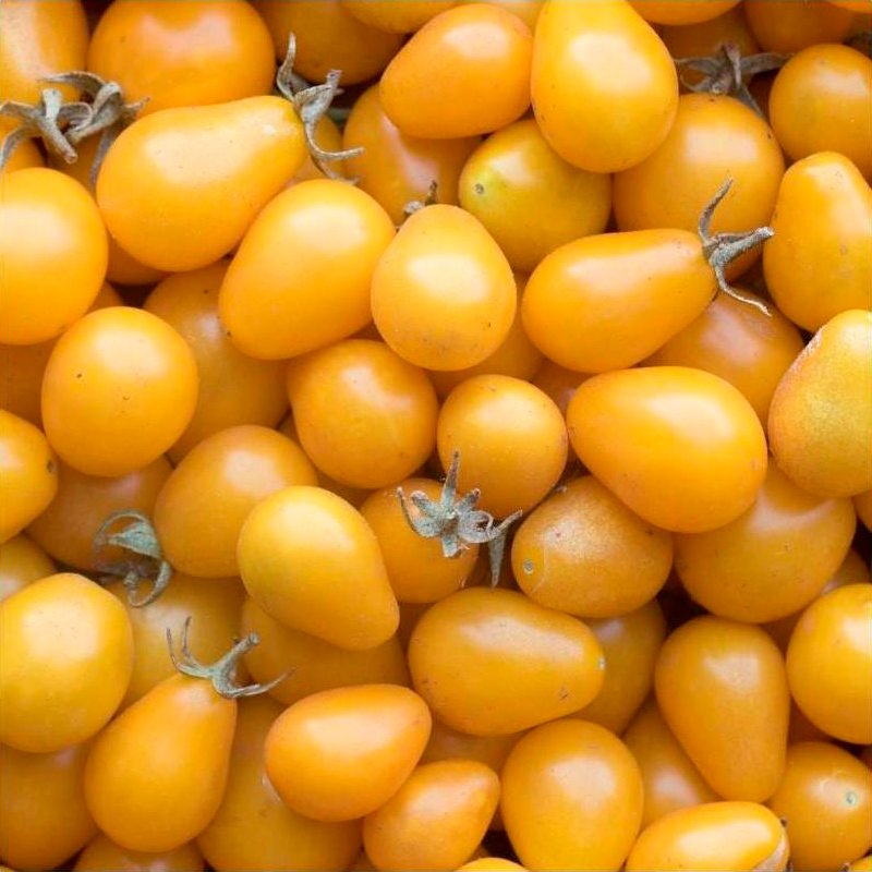 Semillas Tomate Amarillo Yellow Submarine Ecológicas_0