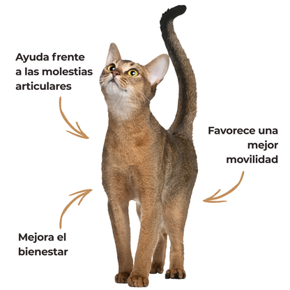 Harpagofito ECO para perros y gatos – Confort articular – 100 g_4