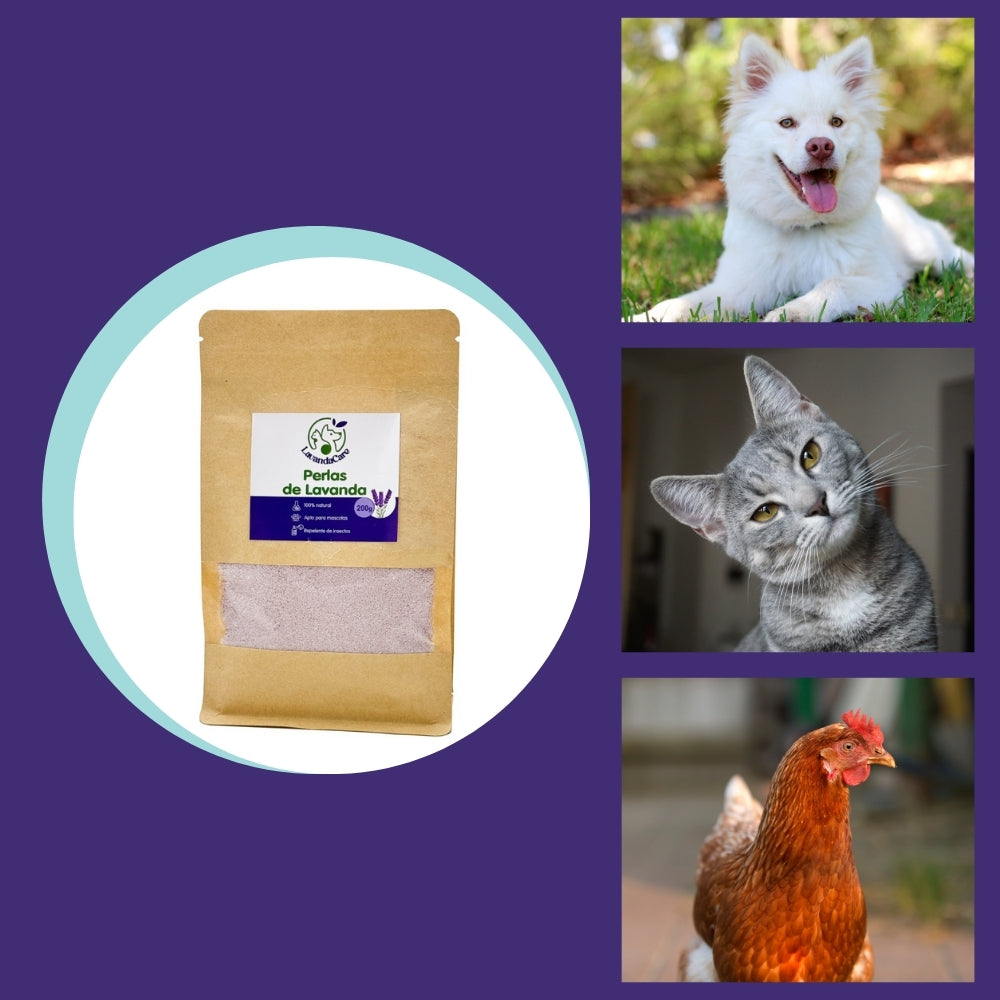 Perlas de Lavanda– Aroma Relajante, Repelente de Insectos y Apoyo Digestivo Natural - 200 gr_3