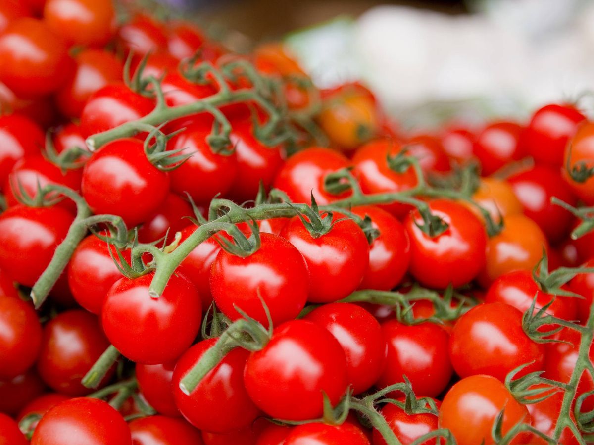 Semillas De Tomate Cherry Red Ecológicas_0