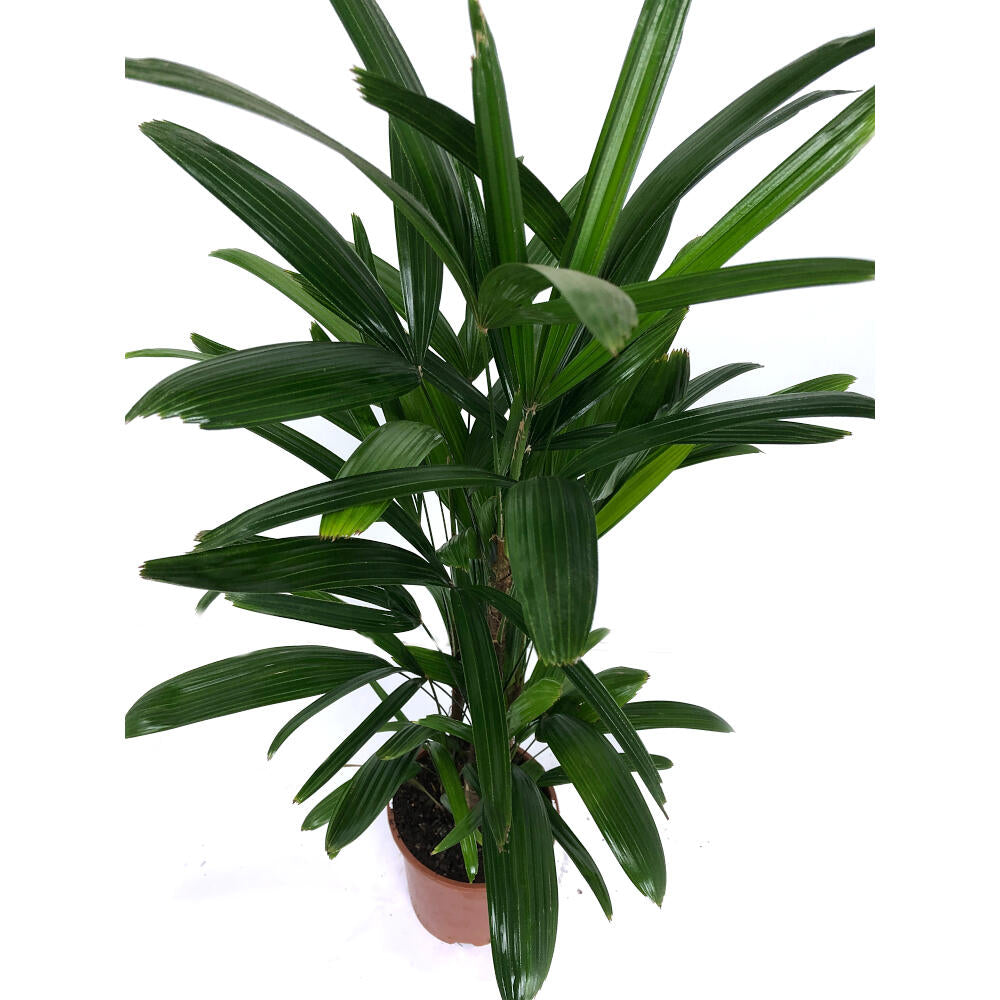 Raphis Excelsa M17 60cm (palma Bambú)_1