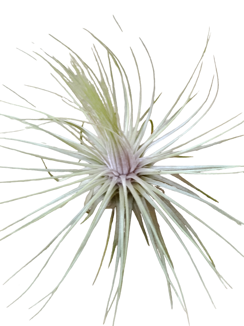 Tillandsia Magnusiana Clavel Del Aire Tillandsias_0