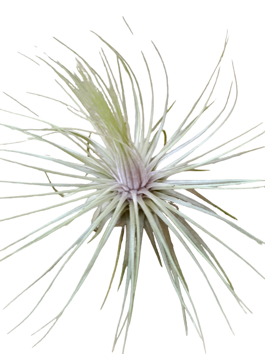 Tillandsia Magnusiana Clavel Del Aire Tillandsias_0
