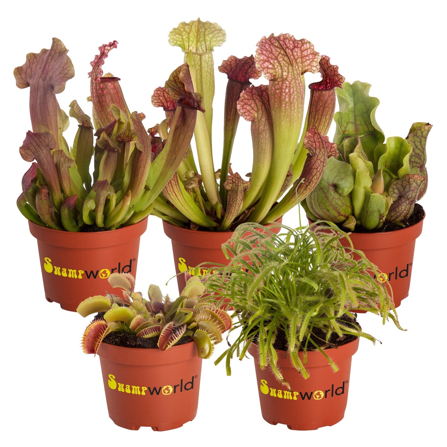 Plantas Carnívoras - 5 Unidades - Resistentes Y Biológicas_0