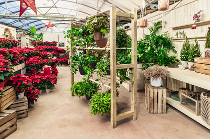 Expositor De Madera Para Plantas Colgantes Pothus Hortalia_2