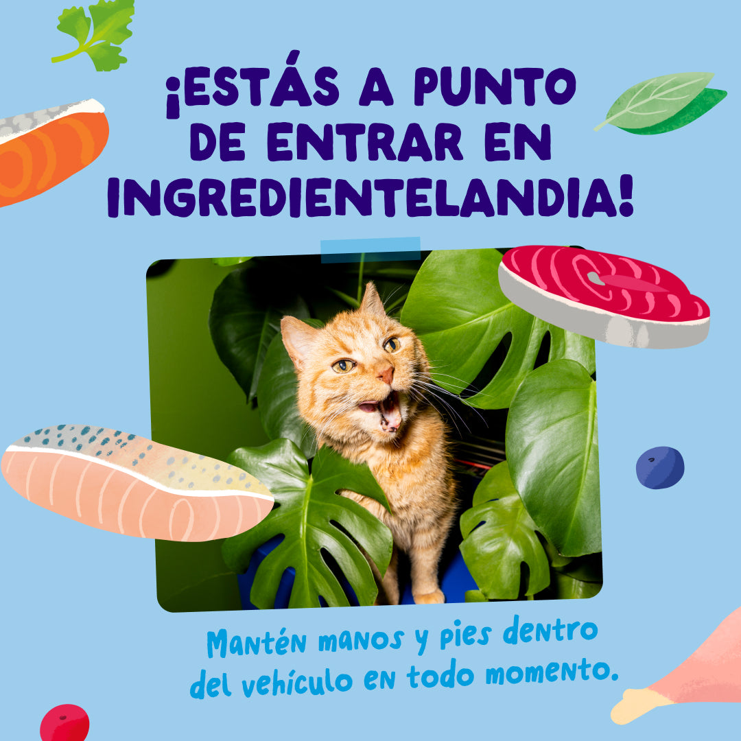 Sobres de comida húmeda para gatos Captura del Día Selección de Pescado en Salsa | Edgard & Cooper 85 g