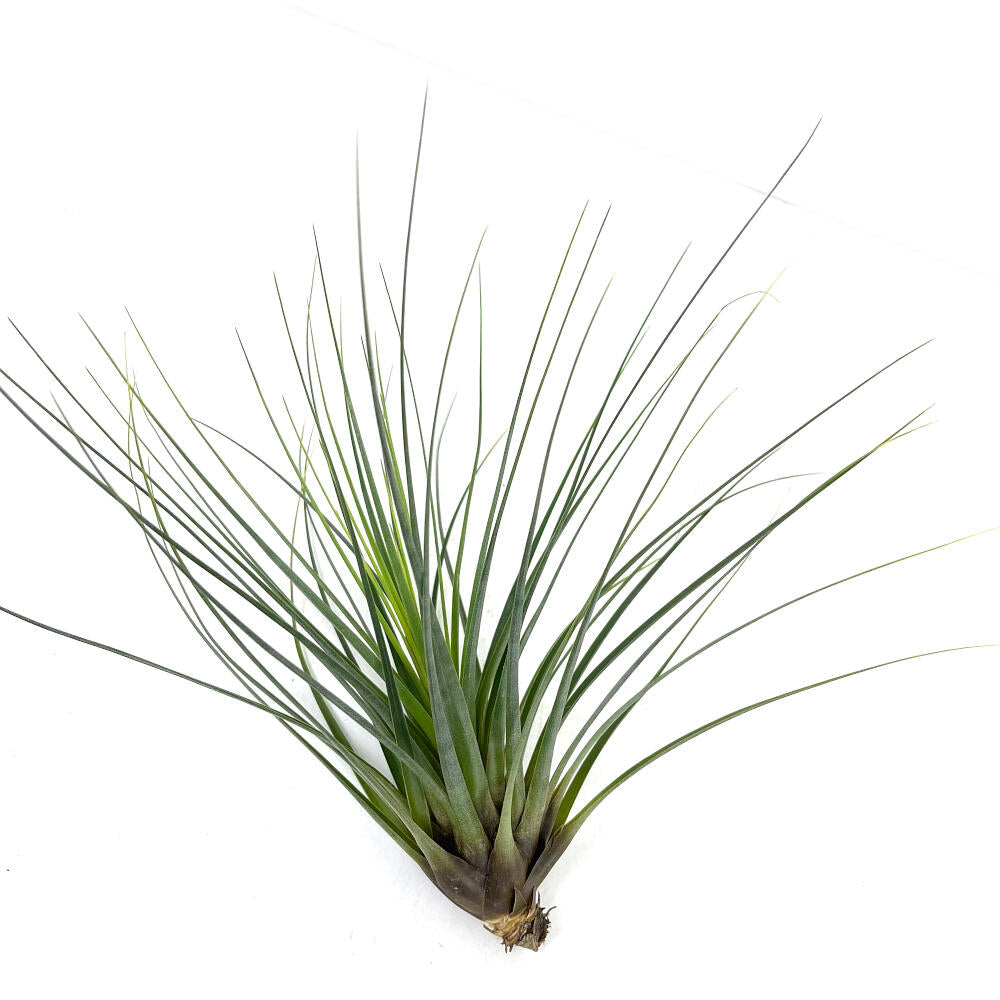 Tillandsia Tricolor 26cm Alto X 32cm Ancho_0