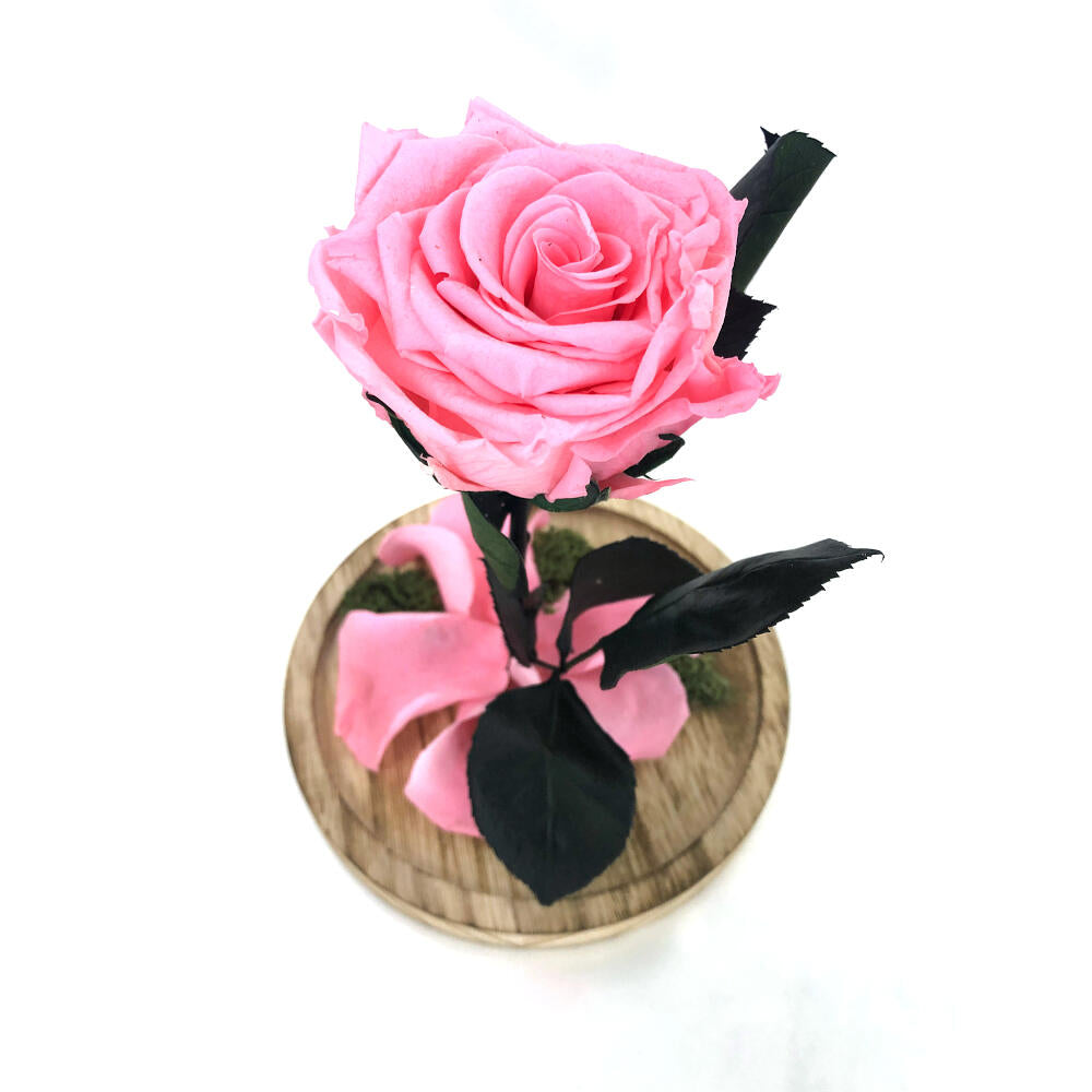 Mundo Eterno Rosa En Cúpula Rosa 12x20cm_2