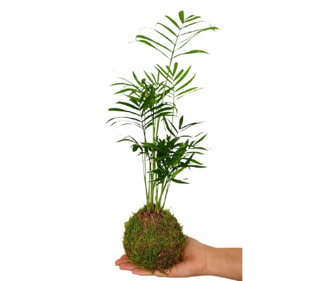 Kokedama Chamaedorea 30cm_0
