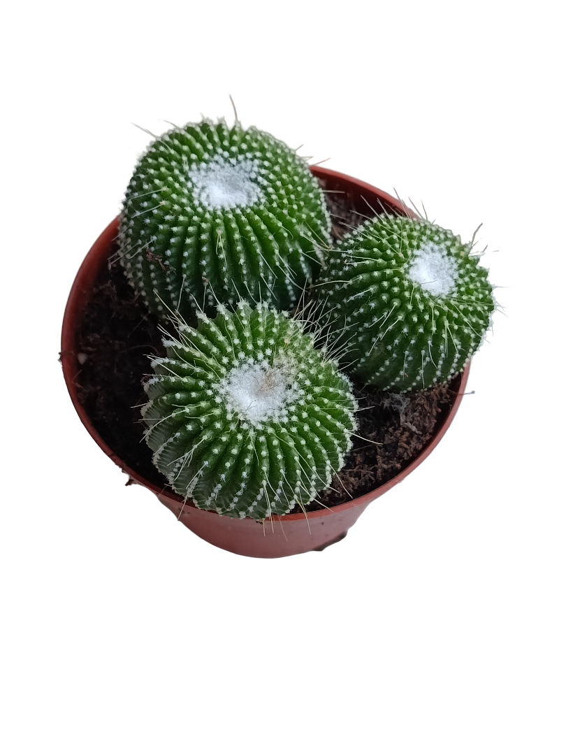 Mammillaria Un Pico Planta Cactus Ø8_0